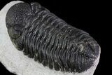 Bargain, Morocops Trilobite - Bumpy Shell #79846-3
